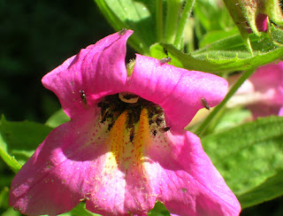 Mimulus