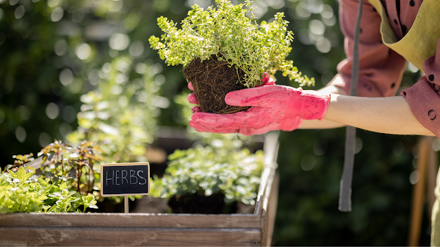 Vegetables that grow like magic in your home garden