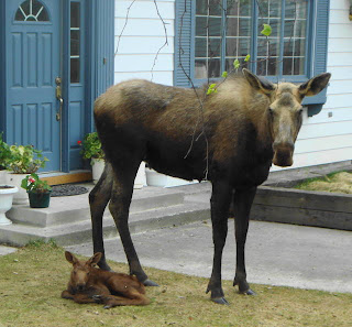 new born baby moose