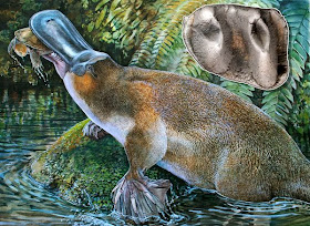 giant toothed platypus