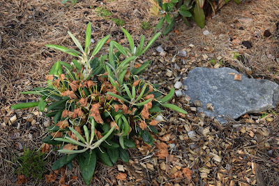 Rhododendron yakushimanum 'Mist Maiden'