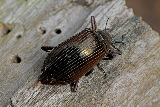 Ceropria induta a darkling beetle