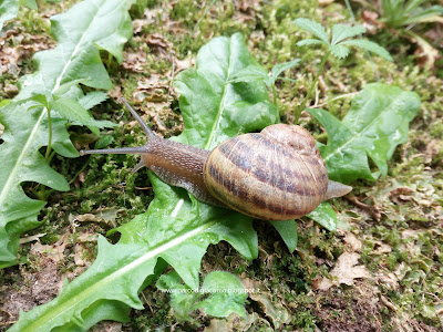 Una lumaca striscia tra le foglie di tarassaco in giardino