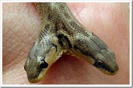 two-headed 'Macroprotodon Cucullatus' snake