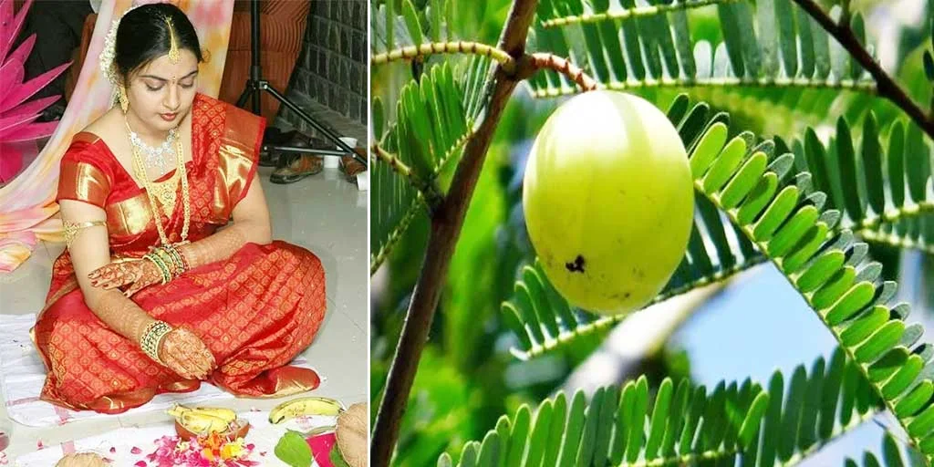 Amla in the month of Kartika | కార్తీక మాసంలోనే ఉసిరి