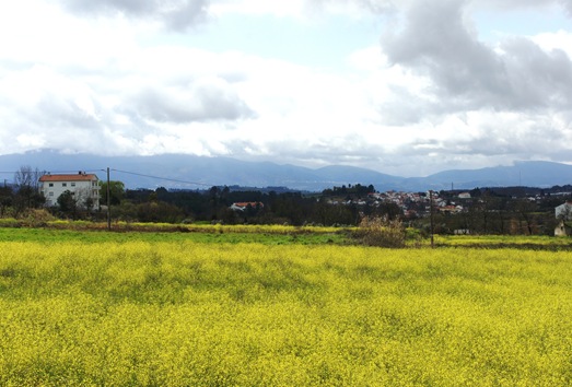 covilhã - campo de flores 1