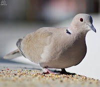 Tórtola turca (Streptopelia decaocto)​