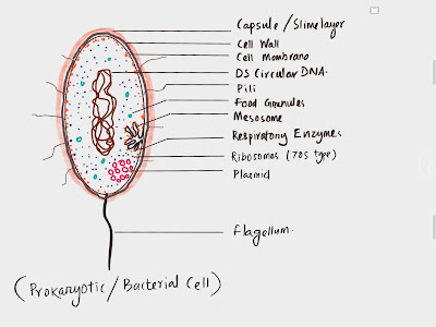 Prokaryotic-cell-Ultrastructure