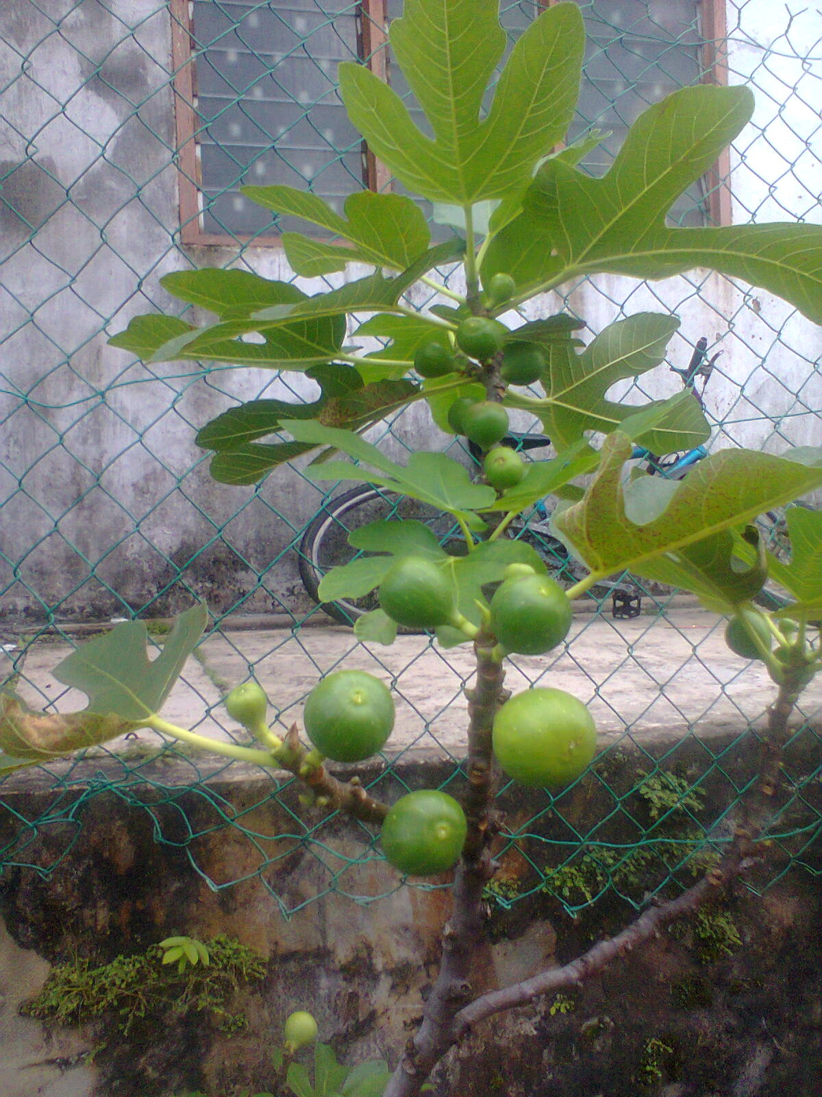 TaMAn TEmPErATe Pokok Buah Tin Buah Fig Buah Ara 