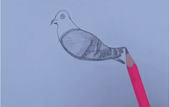 How to draw a Pigeon Step by Step in 2020