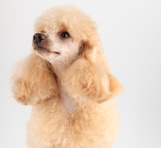 poodle, dog