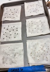 Starting Seeds