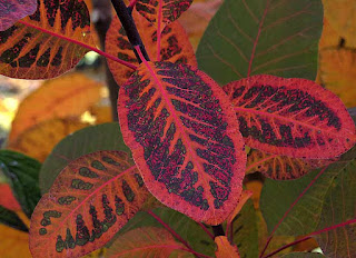 Cotinus coggygria or smoke bush