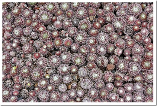 120414_RBG_Sempervivum-arachnoideum