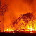 Τα καμμένα ζώα στην Αυστραλία κάηκαν από το δικό μας χέρι