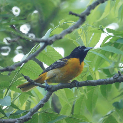 Oriole