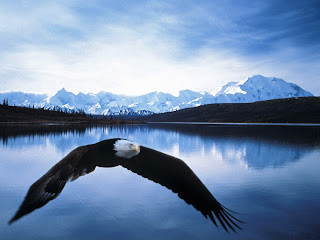 Bald Eagle Wallpapers