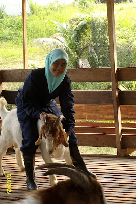 Bukan doktor veterinar: Penternakan Kambing Pedaging