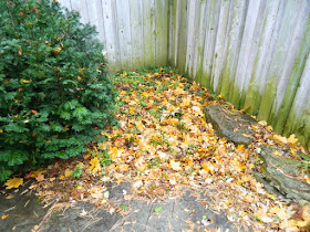 Toronto Bedford Park Garden Fall Cleanup before by Paul Jung Gardening Services