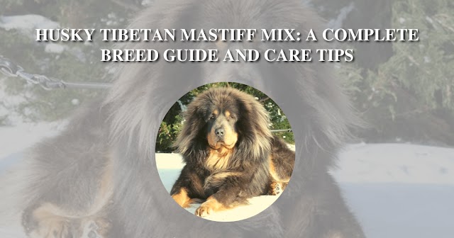 Husky Tibetan Mastiff Mix: A Complete Breed Guide and Care Tips