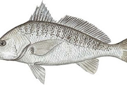 Atlantic Croaker (Micropogonias undulatus)