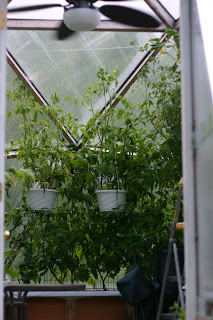 Hanging Cherry Tomatos in the Geodesic Dome Greenhouse