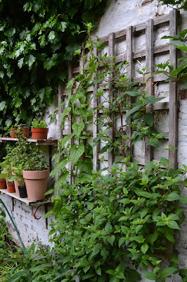 Hablizia tamnoides - Caucasian climbing spinach