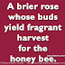 A brier rose whose buds yield fragrant harvest for the honey bee. ~Letitia Elizabeth Landon