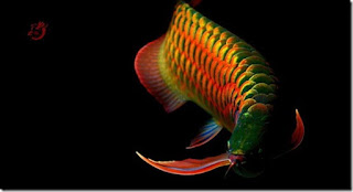 Dragon Fish Arowana Beauty