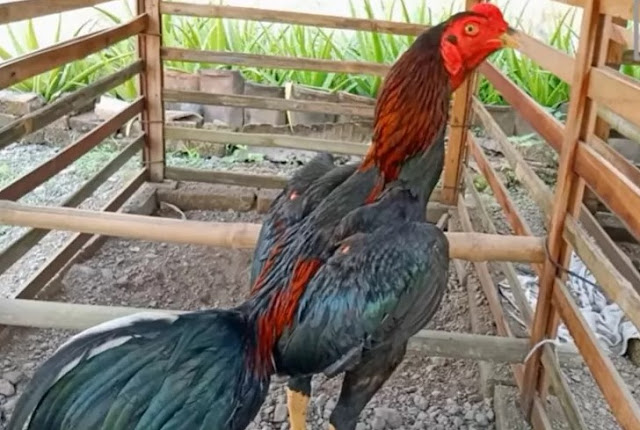 Inilah Cara Menghilangkan Lemak pada Ayam Aduan Biar Tetap Jago