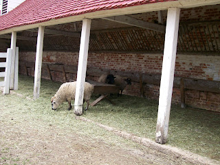 Sheep at Mount Vernon's mansion house farm.