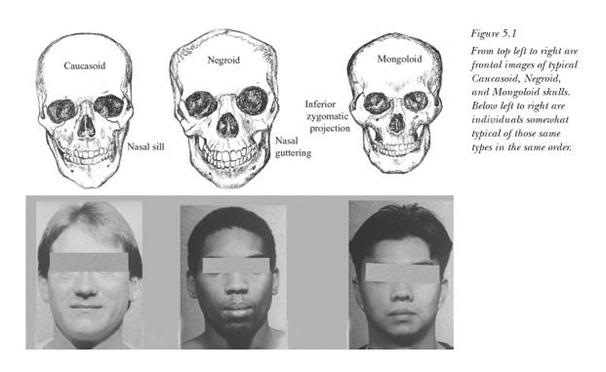 Pictures Skull Comparison Race Differences