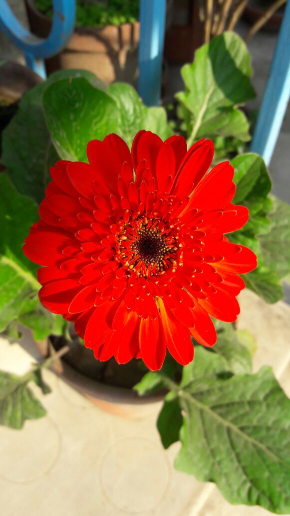 Brightened Red Flower