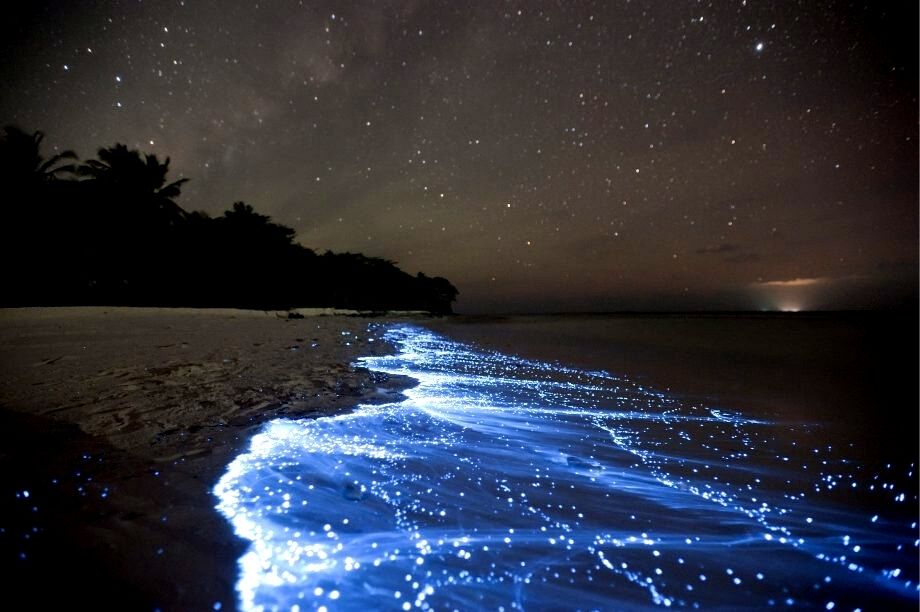 Plâncton bioluminescente são recorrentes nas praias da Ilha do Mel