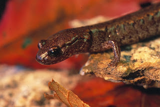 Lungless salamander