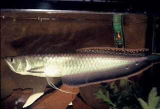arowana silver fish freshwater pets