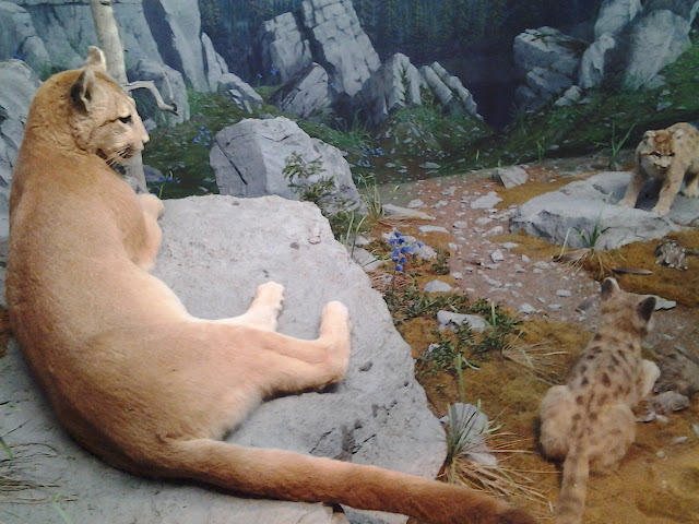 royal alberta museum cougar