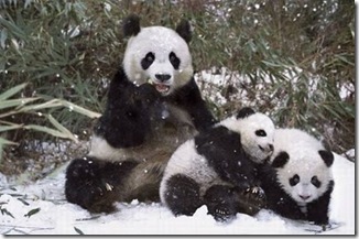foto panda lucu