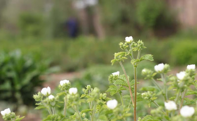 Potentilla Rupestris