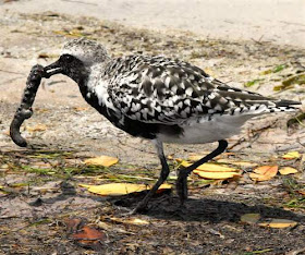 Pluvialis squatarola