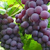 Descubren, genes de variedad de uva criolla de Neiba, coinciden con antigua variedad Griega