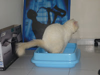 Zaicatzz Blog: Kucing Cirit-Birit