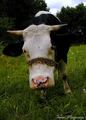 Krowa na polu, zdjęcie wykonane ze zbliżeniem, karykatura, inny punkt widzenia