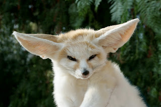 fennec fox