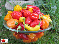 Chilli Harvest - 26th September 2014