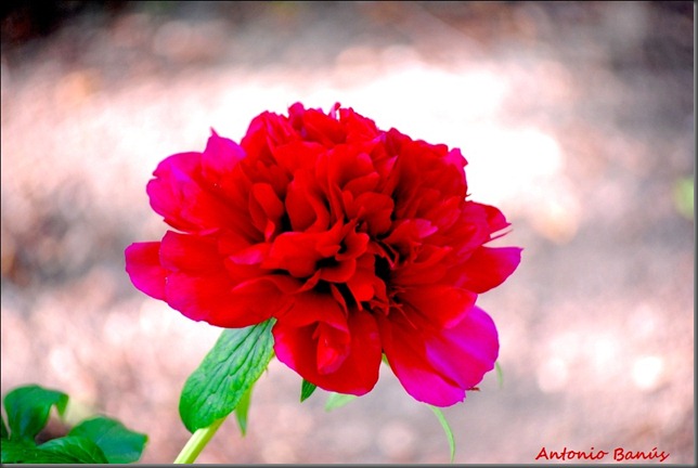 8 DSC_9333x2