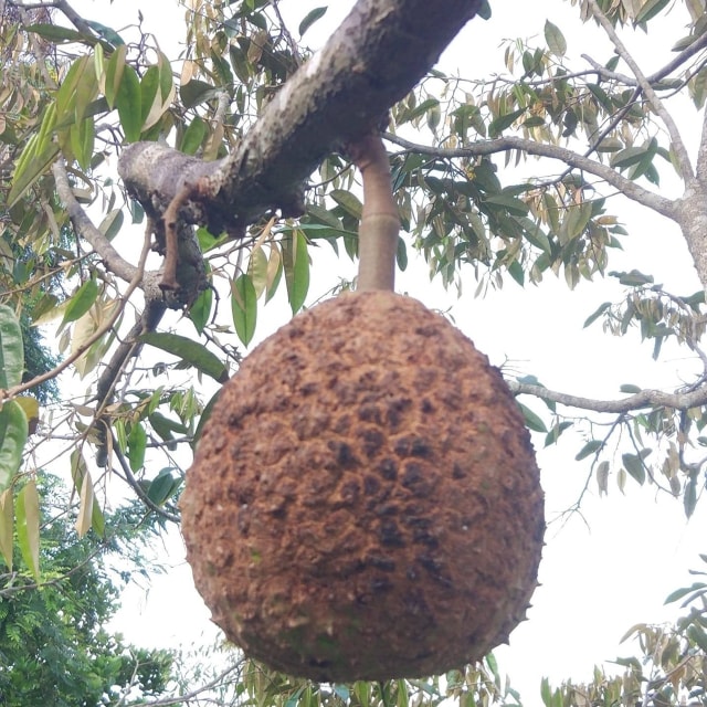 bibit durian gundul okulasi paling dicari Tahunan