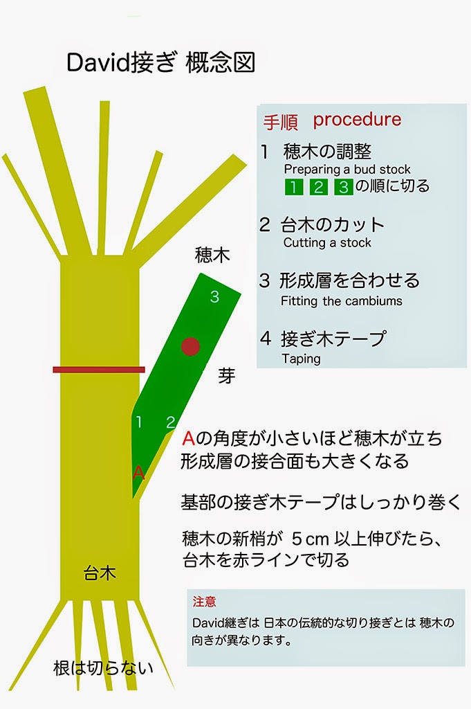 ローズそらシド バラの接ぎ木