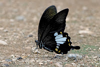 Papilio chaon