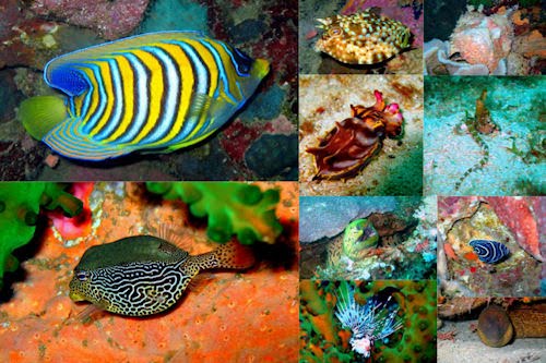 Peces, corales y arrecifes en el fondo del mar V